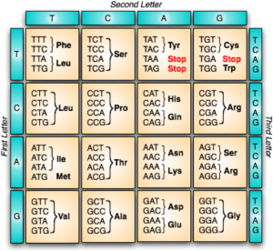 Tabela que mostra possíveis sequências de três nucleotídeos e qual aminoácido será adicionado na formação de uma proteína.